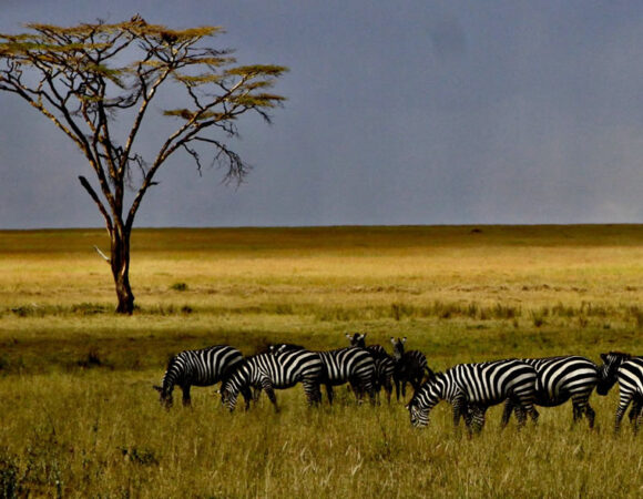 3-Day Camping Safari to Serengeti National Park