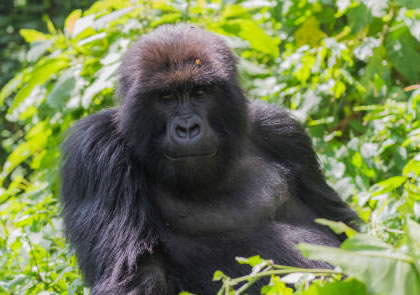 3-Day Rwanda Gorilla Tour