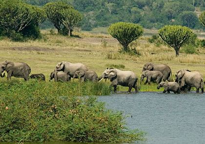 4-Day Queen Elizabeth and Lake Mburo Safari