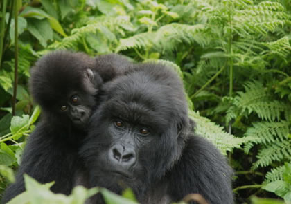 3-Days Gorilla Tracking Uganda