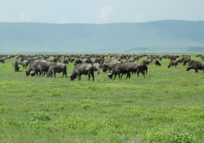 6-Day Tanzania Safari