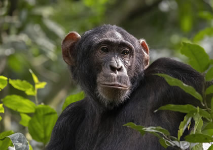 6-Day Best Luxury Chimpanzee Trekking and Wildlife