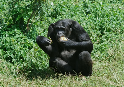 3-Day Nyungwe Forest Chimpanzee Tour