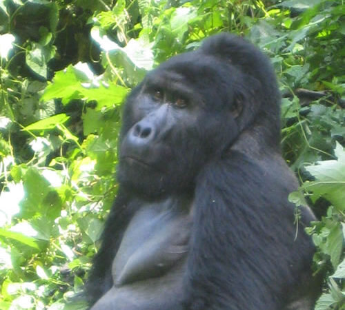 5 Days Uganda Safari Adventure (Gorilla Trekking)