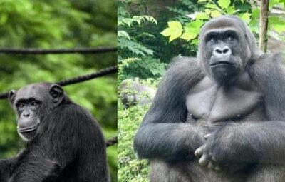 Mountain Gorilla Vs Chimpanzee