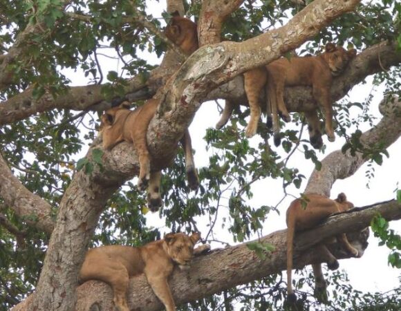 THE TREE CLIMBING LIONS IN QUEEN ELIZABETH NATIONAL PARK