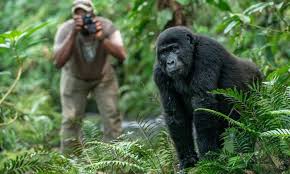 A FEW ASPECTS ABOUT GORILLA TREKKING IN UGANDA