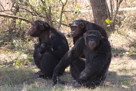 CHIMPANZEES IN UGANDA