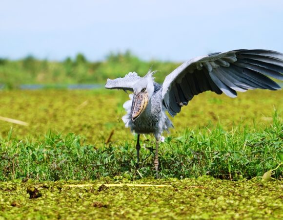 SHOEBILL