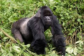 Bwindi Impenetrable National Park