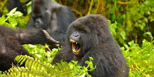 What Is Gorilla Habituation?