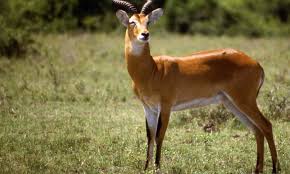 Ajai Wildlife Reserve