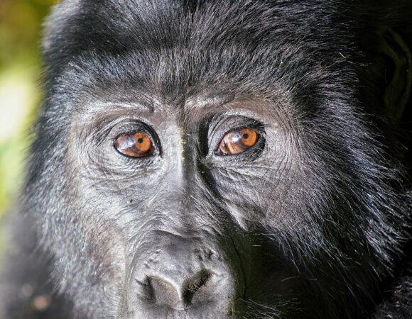 Gorilla Habituation in Uganda