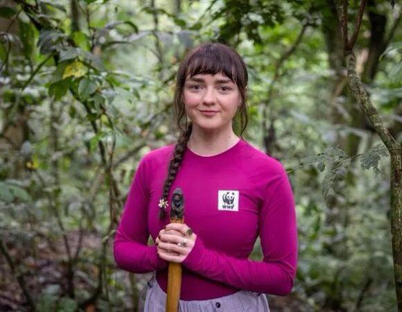 The experience of encountering mountain gorillas