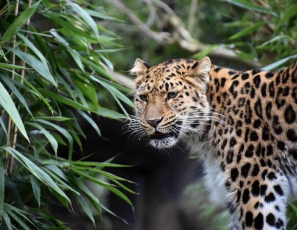 Difference between a cheetah and leopard