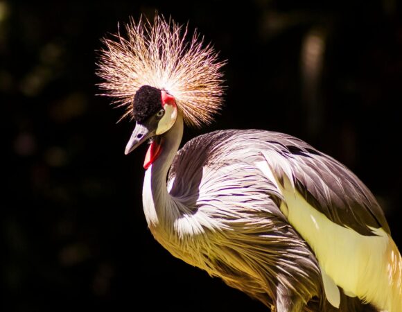 The crested crane