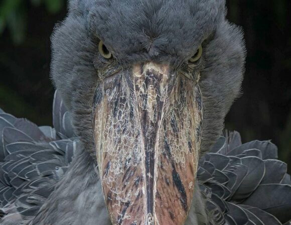 Shoebill
