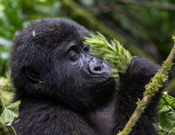 The Mountain Gorilla Festival 2026